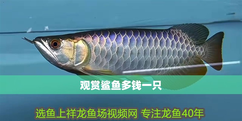 觀賞鯊魚多錢一只