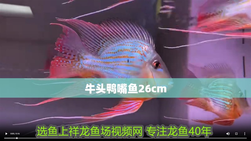 牛頭鴨嘴魚26cm