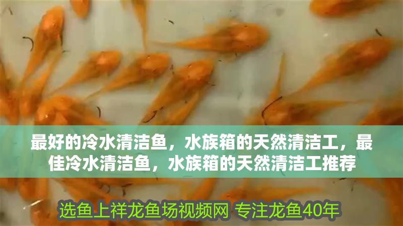 最好的冷水清潔魚，水族箱的天然清潔工，最佳冷水清潔魚，水族箱的天然清潔工推薦