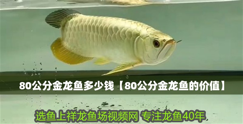 80公分金龍魚多少錢【80公分金龍魚的價(jià)值】