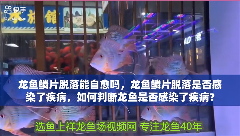 龍魚鱗片脫落能自愈嗎，龍魚鱗片脫落是否感染了疾病，如何判斷龍魚是否感染了疾病？