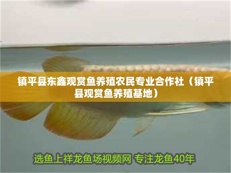 鎮平縣東鑫觀賞魚養殖農民專業合作社（鎮平縣觀賞魚養殖基地）