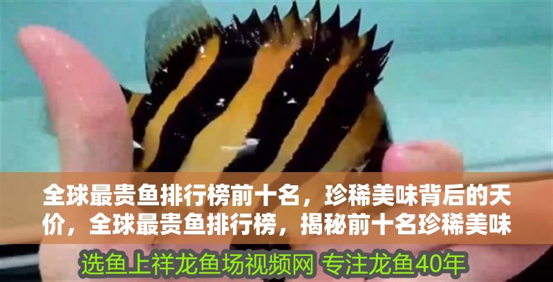 全球最貴魚排行榜前十名，珍稀美味背后的天價(jià)，全球最貴魚排行榜，揭秘前十名珍稀美味的天價(jià)之謎
