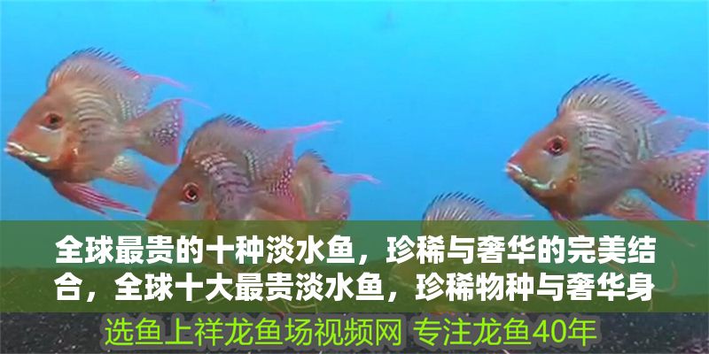 全球最貴的十種淡水魚，珍稀與奢華的完美結合，全球十大最貴淡水魚，珍稀物種與奢華身價的完美融合