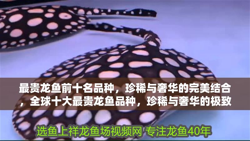最貴龍魚前十名品種，珍稀與奢華的完美結合，全球十大最貴龍魚品種，珍稀與奢華的極致展現 最貴龍魚前十名品種，珍稀與奢華的完美結合，全球十大最貴龍魚品種，珍稀與奢華的極致展現 龍魚百科 第1張