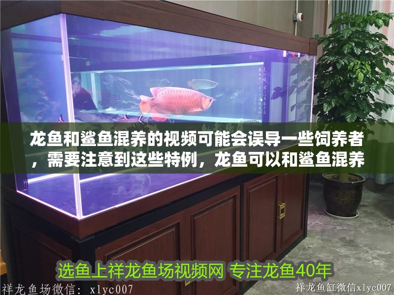 龍魚和鯊魚混養的視頻可能會誤導一些飼養者，需要注意到這些特例，龍魚可以和鯊魚混養嗎？
