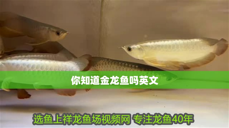 你知道金龍魚嗎英文