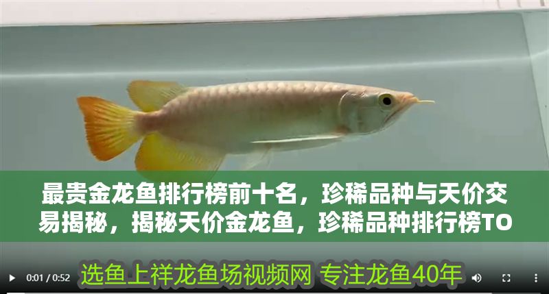 最貴金龍魚排行榜前十名，珍稀品種與天價(jià)交易揭秘，揭秘天價(jià)金龍魚，珍稀品種排行榜TOP10與驚人交易內(nèi)幕 最貴金龍魚排行榜前十名，珍稀品種與天價(jià)交易揭秘，揭秘天價(jià)金龍魚，珍稀品種排行榜TOP10與驚人交易內(nèi)幕 龍魚百科 第1張