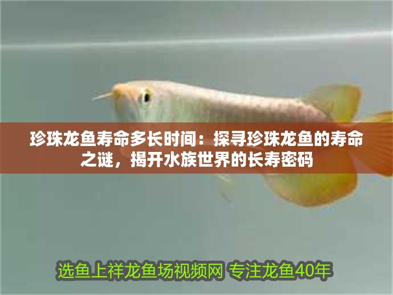 珍珠龍魚壽命多長時間：探尋珍珠龍魚的壽命之謎，揭開水族世界的長壽密碼