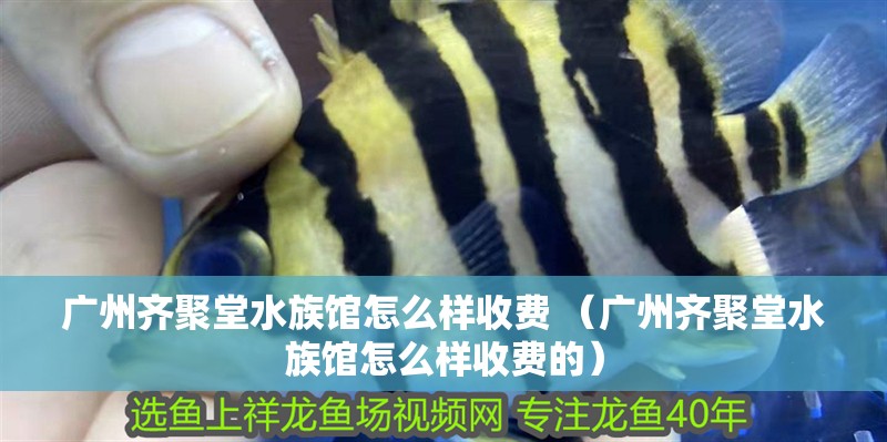 廣州齊聚堂水族館怎么樣收費 （廣州齊聚堂水族館怎么樣收費的）
