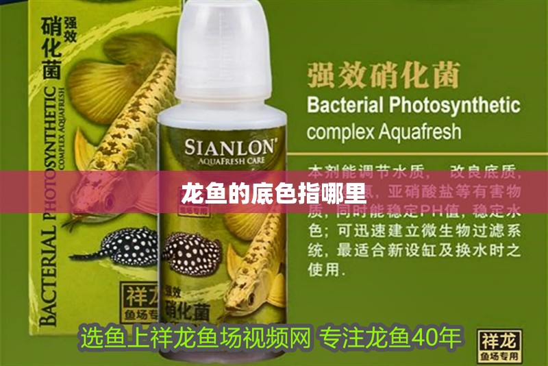 龍魚的底色指哪里