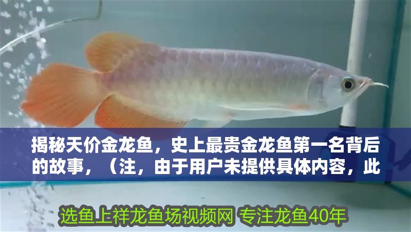 揭秘天價金龍魚，史上最貴金龍魚第一名背后的故事，（注，由于用戶未提供具體內容，此標題是基于天價金龍魚這一關鍵詞的合理推測創作。若需精準標題，請補充相關內容細節。）