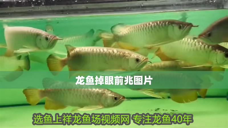 龍魚掉眼前兆圖片
