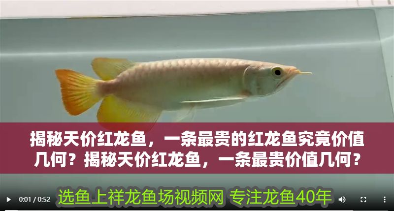 揭秘天價紅龍魚，一條最貴的紅龍魚究竟價值幾何？揭秘天價紅龍魚，一條最貴價值幾何？