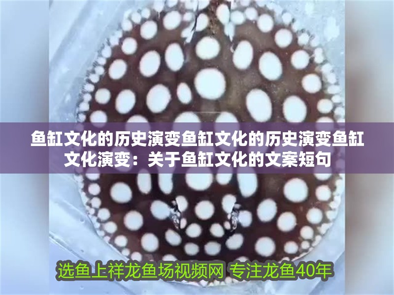 紅龍魚用黃燈烤有用嗎 魚缸文化的歷史演變魚缸文化的歷史演變魚缸文化演變:關于魚缸文化的文案短句 魚缸百科 魚缸文化的歷史演變魚缸文化的歷史演變魚缸文化演變:關于魚缸文化的文案短句 魚缸文化的歷史演變魚缸文化的歷史演變魚缸文化演變:關于魚缸文化的文案短句 魚缸百科