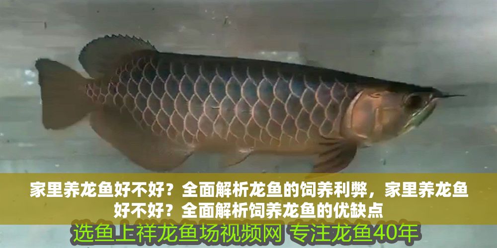 家里養龍魚好不好？全面解析龍魚的飼養利弊，家里養龍魚好不好？全面解析飼養龍魚的優缺點