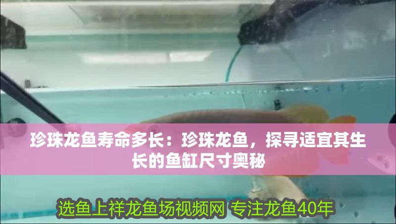 珍珠龍魚壽命多長：珍珠龍魚，探尋適宜其生長的魚缸尺寸奧秘