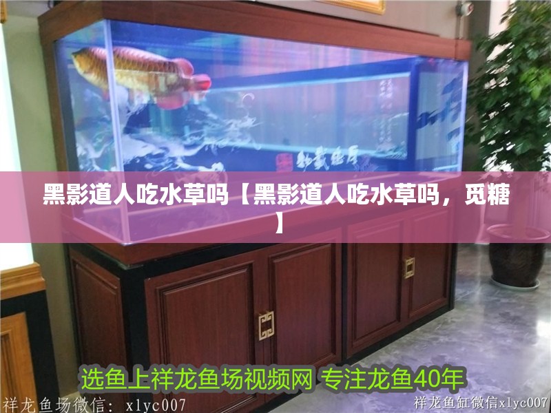黑影道人吃水草嗎【黑影道人吃水草嗎，覓糖】