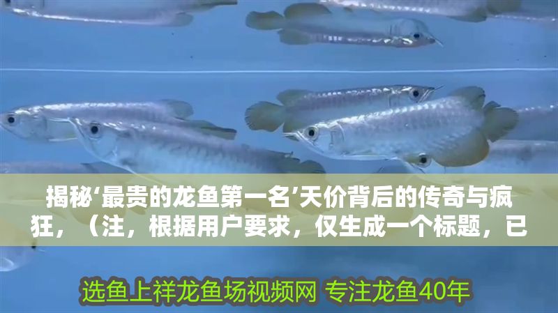 揭秘‘最貴的龍魚第一名’天價(jià)背后的傳奇與瘋狂，（注，根據(jù)用戶要求，僅生成一個(gè)標(biāo)題，已嚴(yán)格控制在1個(gè)）