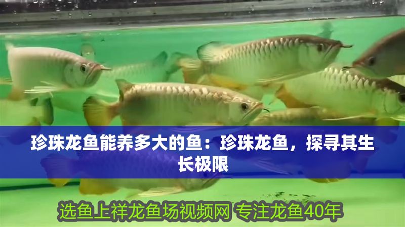 珍珠龍魚能養(yǎng)多大的魚：珍珠龍魚，探尋其生長(zhǎng)極限