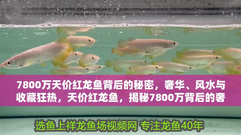 7800萬天價紅龍魚背后的秘密，奢華、風水與收藏狂熱，天價紅龍魚，揭秘7800萬背后的奢華收藏與風水狂熱