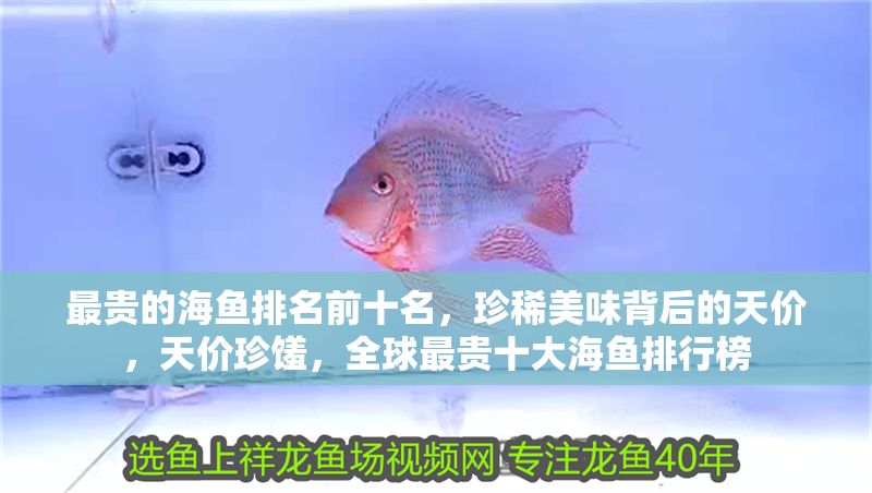 最貴的海魚排名前十名，珍稀美味背后的天價，天價珍饈，全球最貴十大海魚排行榜