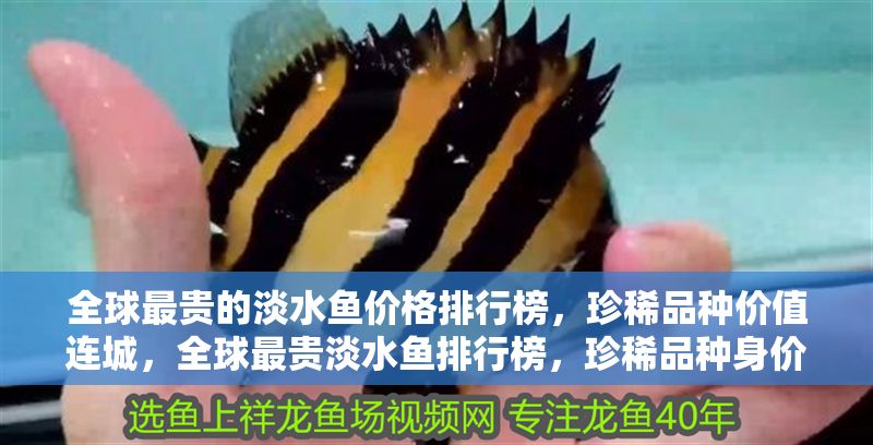 全球最貴的淡水魚價格排行榜，珍稀品種價值連城，全球最貴淡水魚排行榜，珍稀品種身價堪比豪宅