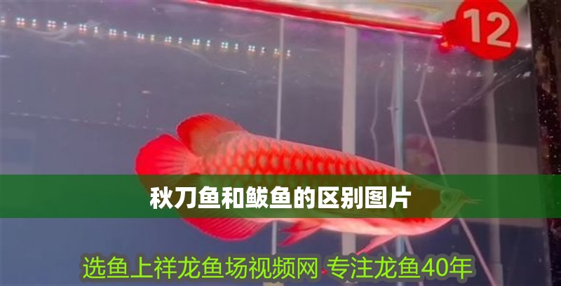 秋刀魚和鲅魚的區別圖片