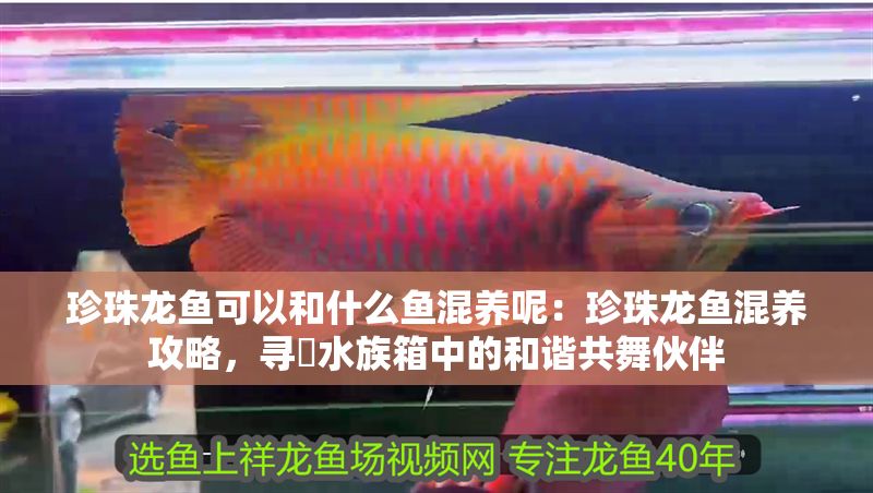 珍珠龍魚可以和什么魚混養呢：珍珠龍魚混養攻略，尋覓水族箱中的和諧共舞伙伴