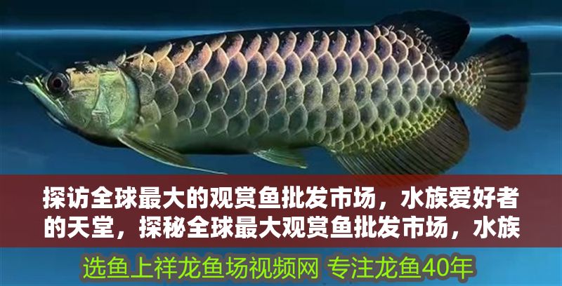 探訪全球最大的觀賞魚批發市場，水族愛好者的天堂，探秘全球最大觀賞魚批發市場，水族愛好者的終極天堂