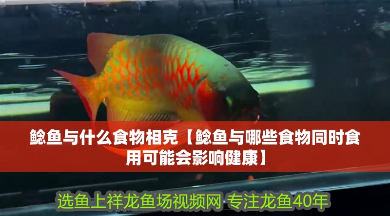 鯰魚與什么食物相克【鯰魚與哪些食物同時食用可能會影響健康】