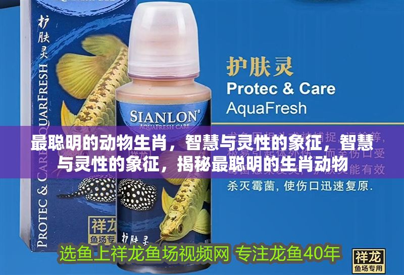 最聰明的動(dòng)物生肖，智慧與靈性的象征，智慧與靈性的象征，揭秘最聰明的生肖動(dòng)物 最聰明的動(dòng)物生肖，智慧與靈性的象征，智慧與靈性的象征，揭秘最聰明的生肖動(dòng)物 龍魚(yú)百科 第1張