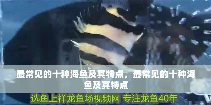 最常見的十種海魚及其特點，最常見的十種海魚及其特點