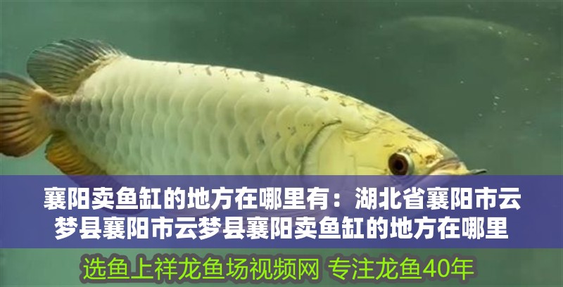 襄陽賣魚缸的地方在哪里有：湖北省襄陽市云夢縣襄陽市云夢縣襄陽賣魚缸的地方在哪里