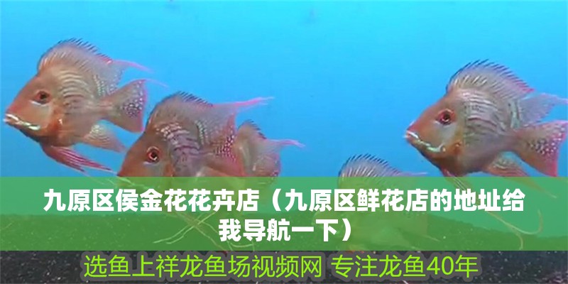 <strong><mark>九原</mark></strong>區侯金花花卉店（<strong><mark>九原</mark></strong>區鮮花店的地址給我導航一下）