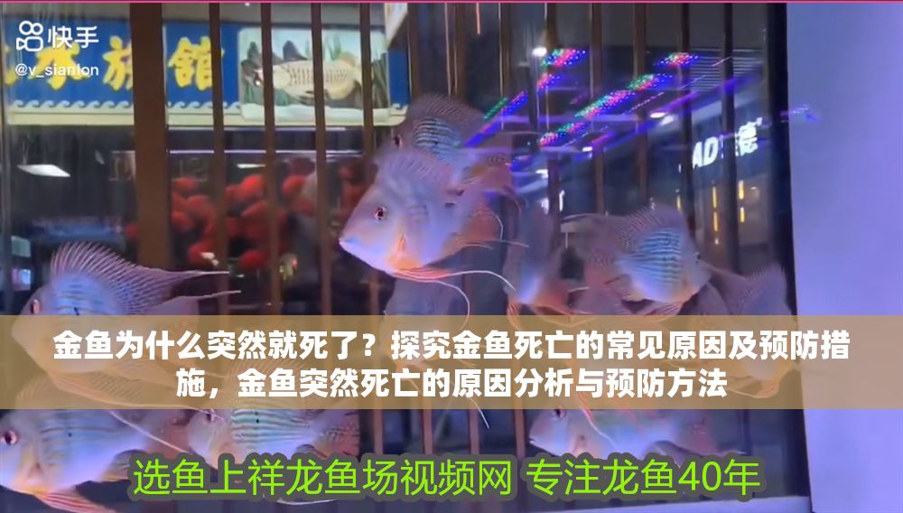 金魚為什么突然就死了？探究金魚死亡的常見原因及預防措施，金魚突然死亡的原因分析與預防方法