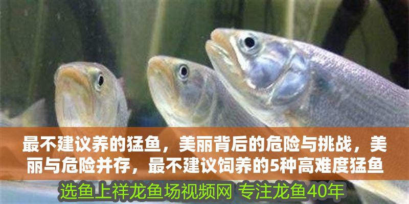 最不建議養(yǎng)的猛魚，美麗背后的危險(xiǎn)與挑戰(zhàn)，美麗與危險(xiǎn)并存，最不建議飼養(yǎng)的5種高難度猛魚