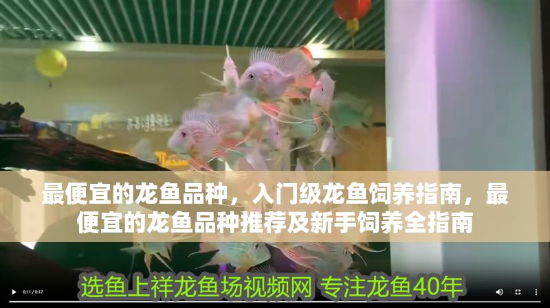 最便宜的龍魚品種，入門級龍魚飼養指南，最便宜的龍魚品種推薦及新手飼養全指南