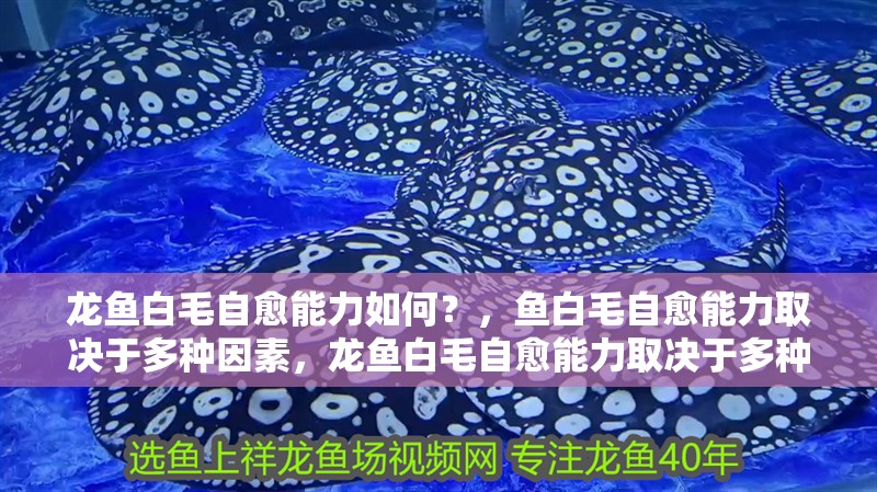 龍魚白毛自愈能力如何？，魚白毛自愈能力取決于多種因素，龍魚白毛自愈能力取決于多種因素