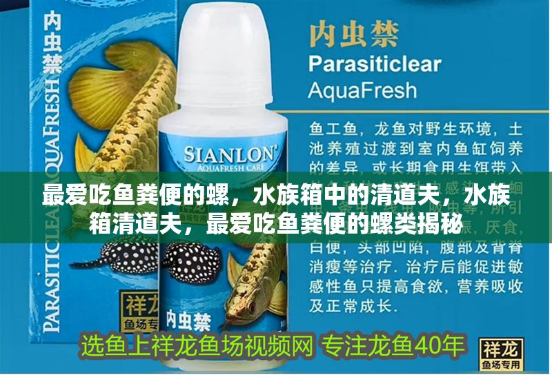 最愛吃魚糞便的螺，水族箱中的清道夫，水族箱清道夫，最愛吃魚糞便的螺類揭秘