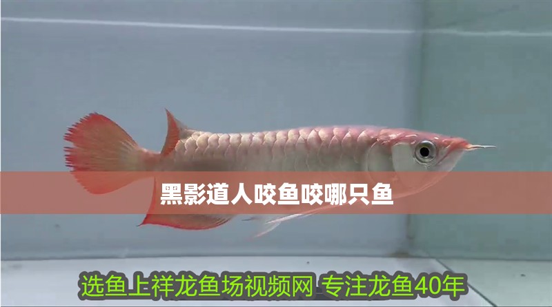 黑影道人咬魚咬哪只魚