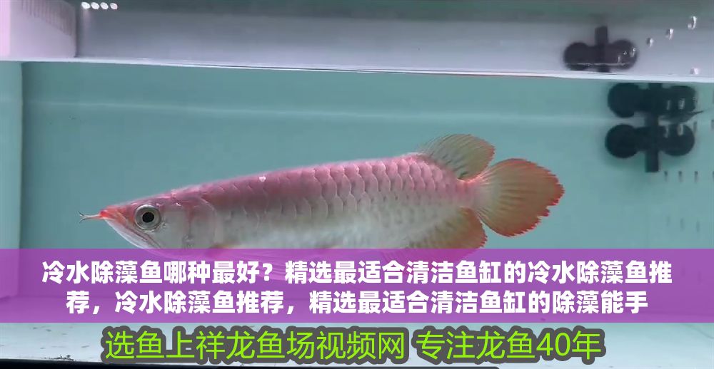 冷水除藻魚哪種最好？精選最適合清潔魚缸的冷水除藻魚推薦，冷水除藻魚推薦，精選最適合清潔魚缸的除藻能手
