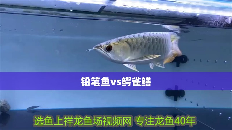 鉛筆魚vs鱷雀鱔