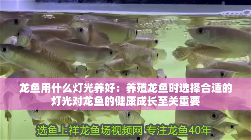 龍魚用什么燈光養好：養殖龍魚時選擇合適的燈光對龍魚的健康成長至關重要