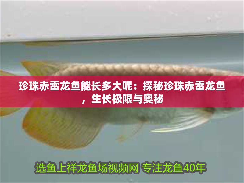 珍珠赤雷龍魚(yú)能長(zhǎng)多大呢：探秘珍珠赤雷龍魚(yú)，生長(zhǎng)極限與奧秘