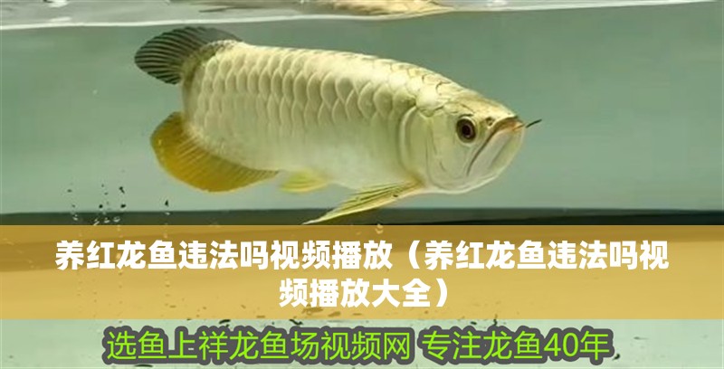 養紅龍魚違法嗎視頻播放（養紅龍魚違法嗎視頻播放大全）