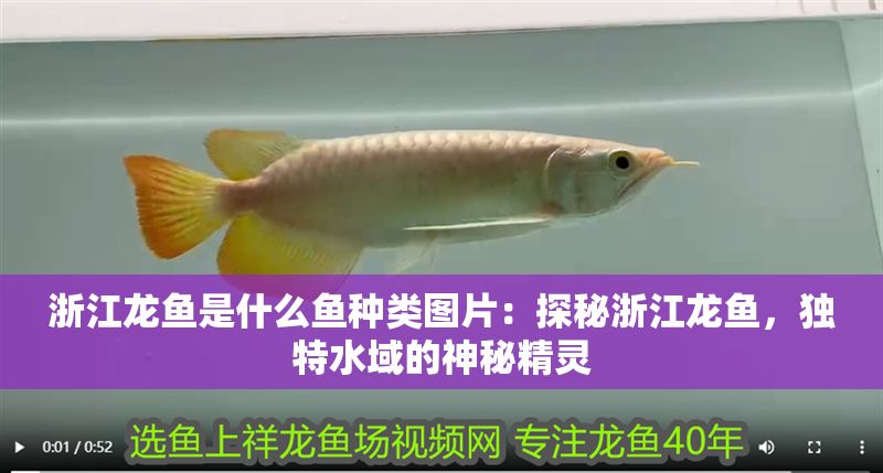 浙江龍魚是什么魚種類圖片：探秘浙江龍魚，獨特水域的神秘精靈