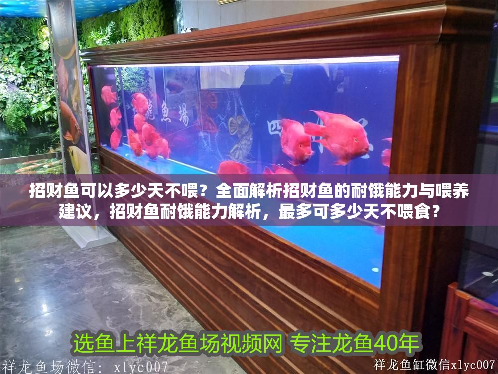 招財魚可以多少天不喂？全面解析招財魚的耐餓能力與喂養(yǎng)建議，招財魚耐餓能力解析，最多可多少天不喂食？