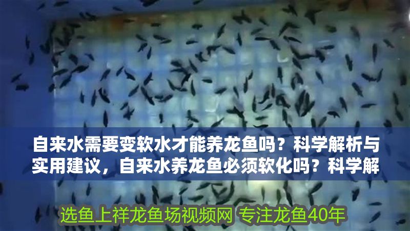 自來水需要變軟水才能養龍魚嗎？科學解析與實用建議，自來水養龍魚必須軟化嗎？科學解析與實操指南