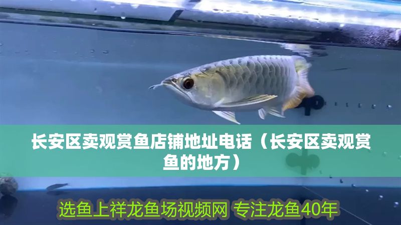 長安區賣觀賞魚店鋪地址電話（長安區賣觀賞魚的地方）